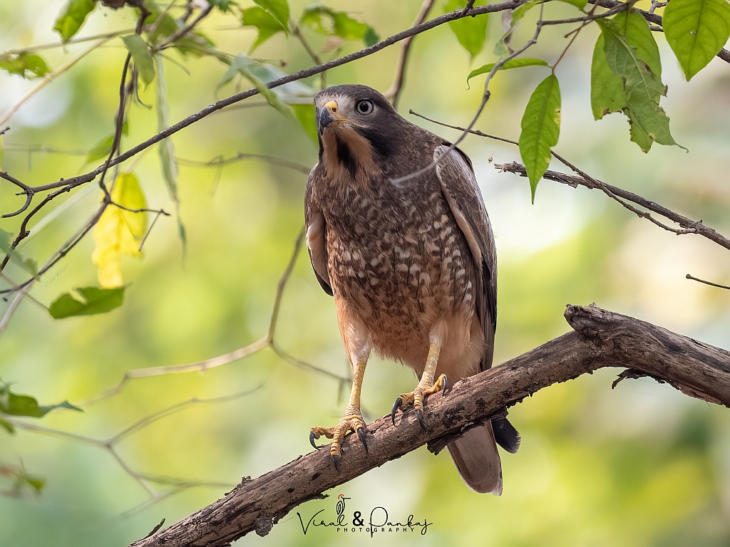 White-eyed Buzzard